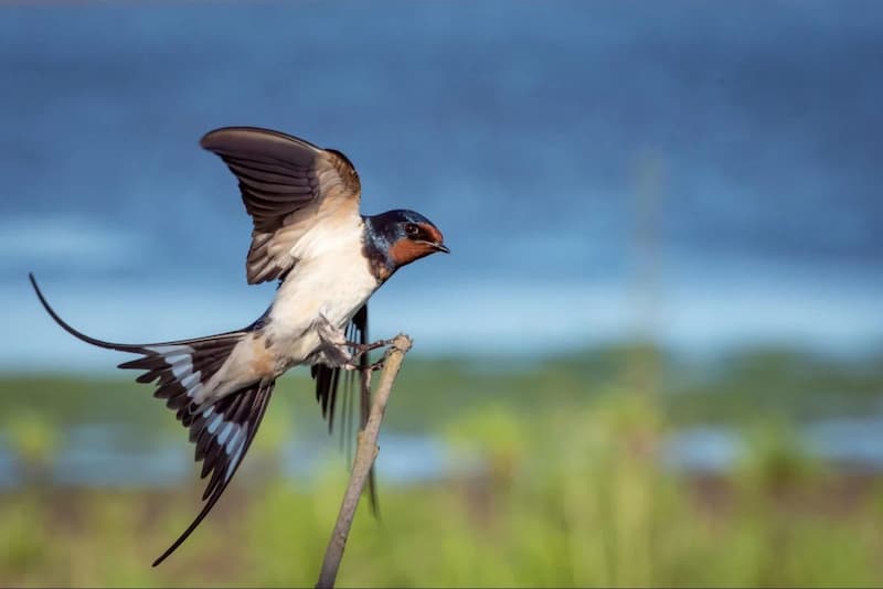 Phân tích các số khi thấy chim bay vào nhà giúp người chơi có cái nhìn trực quan