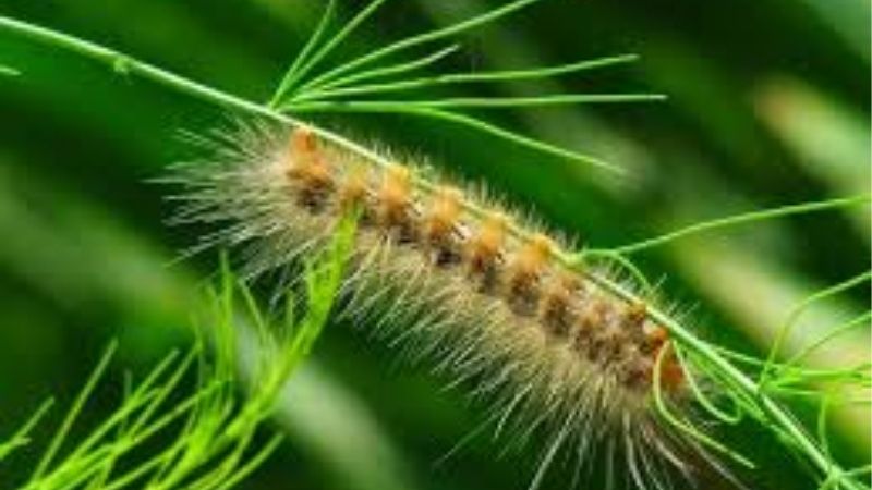 Mơ thấy sâu đầu lông báo hiệu rào cản trong cuộc sống