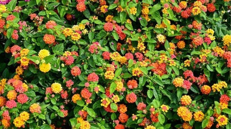 Mỗi một loài hoa trong giấc mơ mang lại ý nghĩa khác nhau