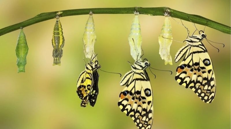 Mộng thấy sâu thành bướm cho thấy bạn sắp đạt được mục tiêu