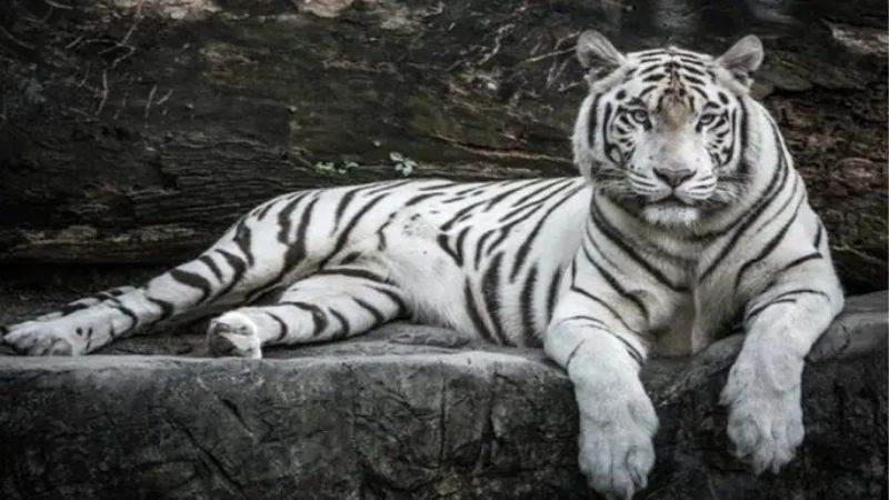 Nắm rõ chi tiết từng hình ảnh trong giấc mơ
