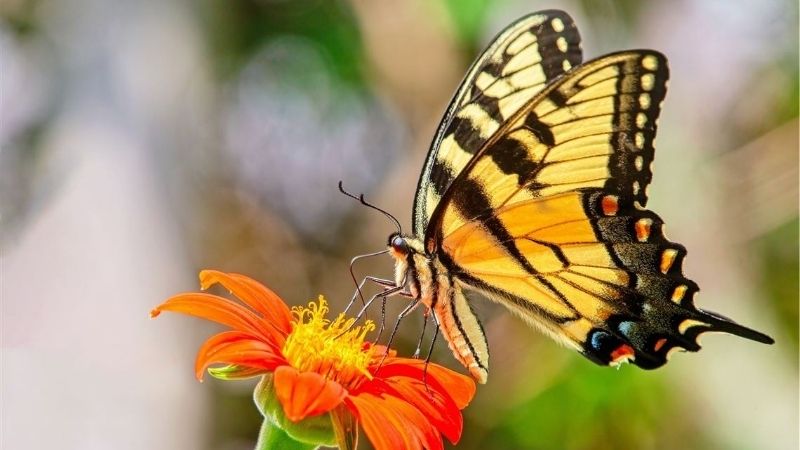Những con số chốt hạ khi gặp bướm trong mơ